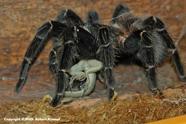 19547 petsmart tarantula food