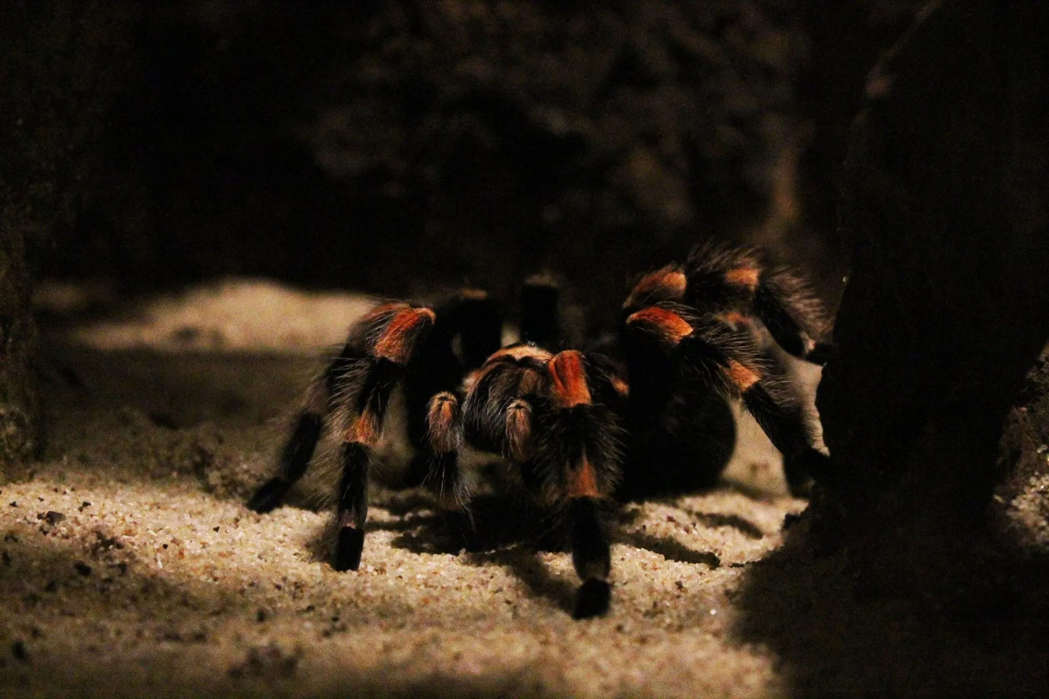 19547 tarantula eating
