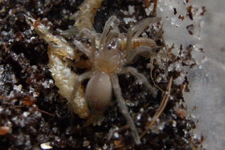 19548 tarantula feeding schedule