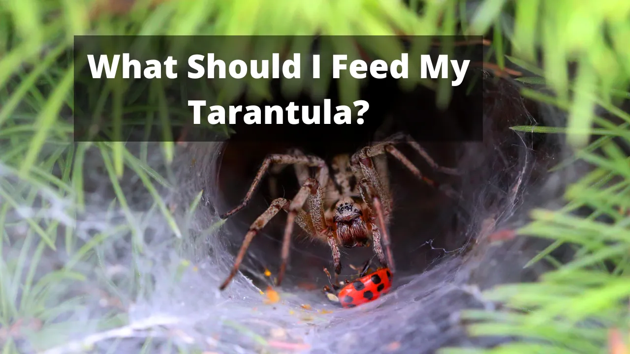19548 tarantula feeding