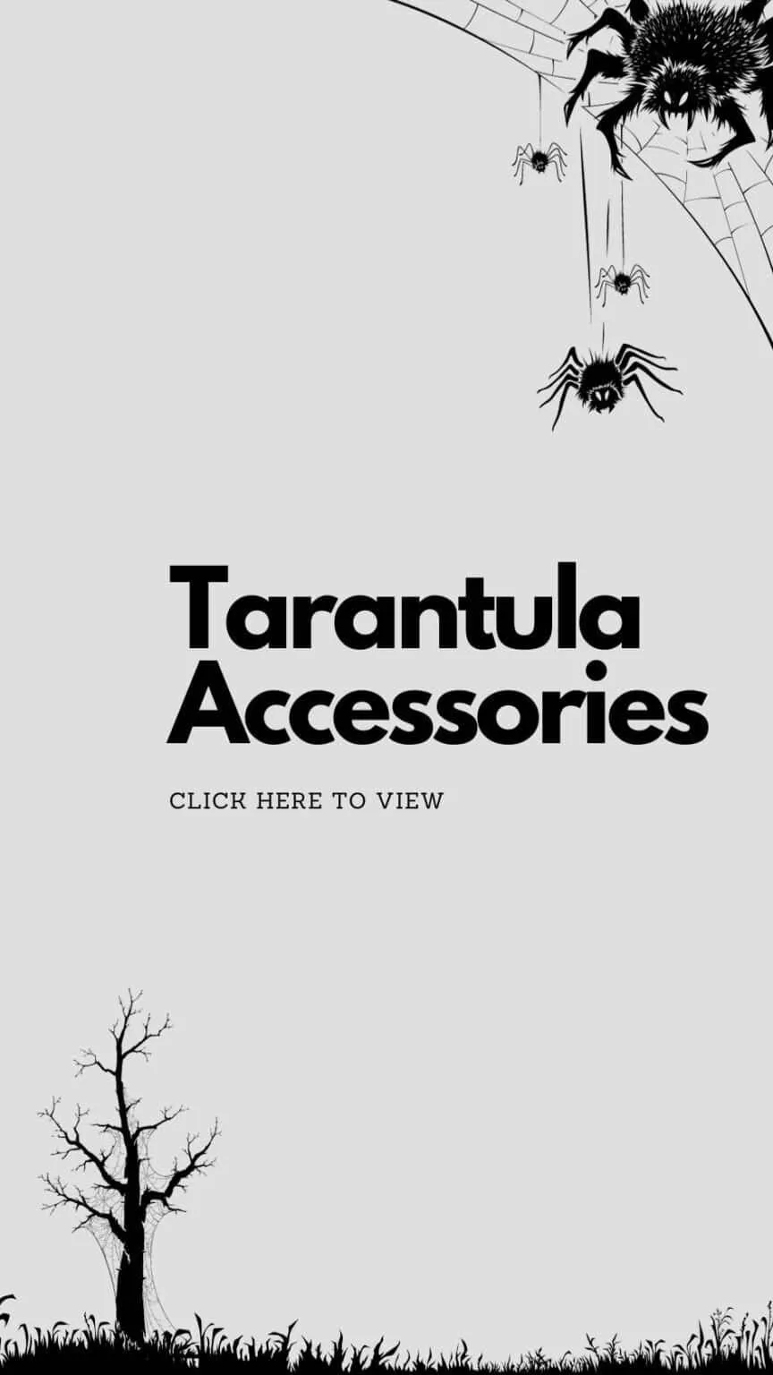 19548 tarantula prey