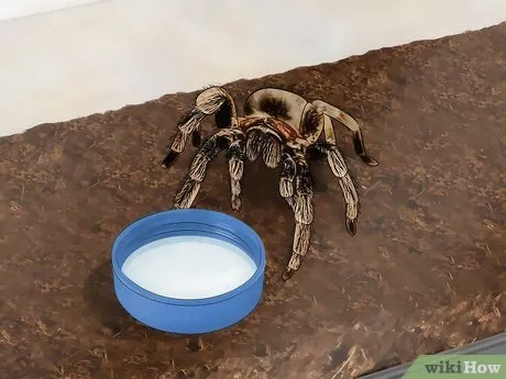 19548 tarantula size