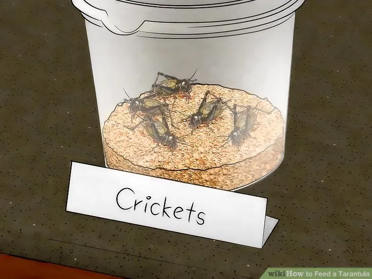 19548 tarantula species