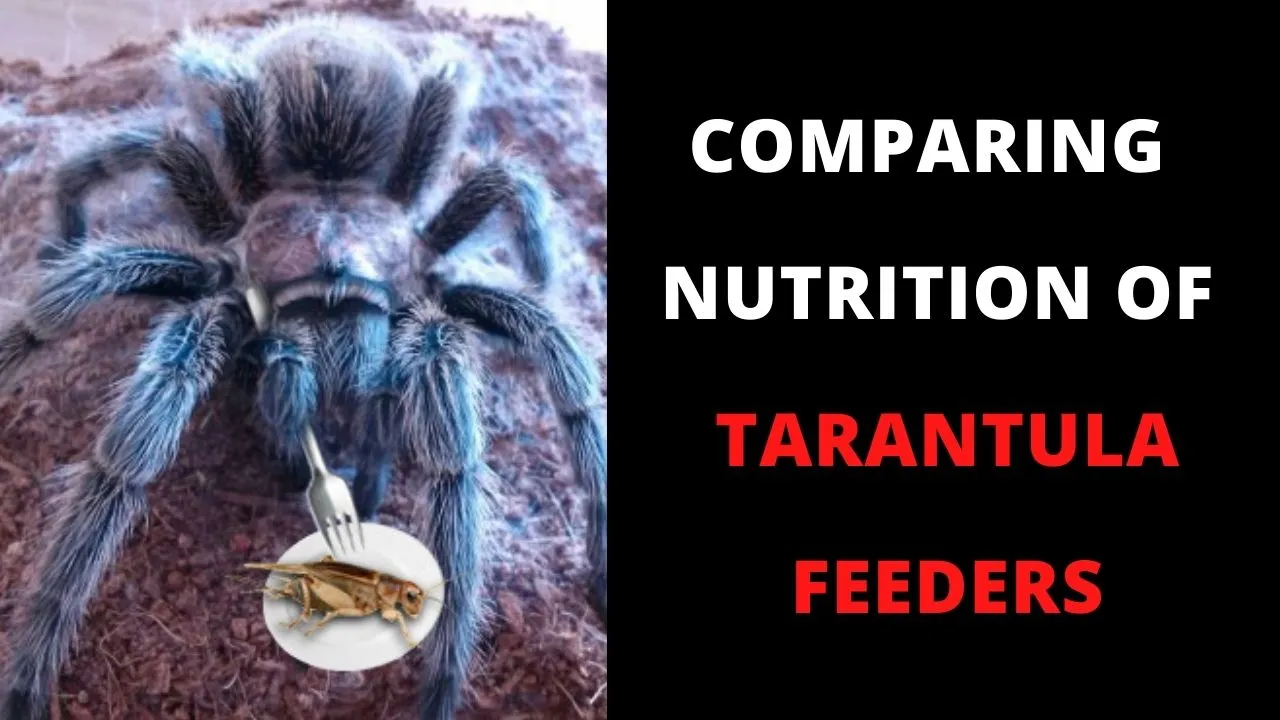 19548 tarantula uneaten food