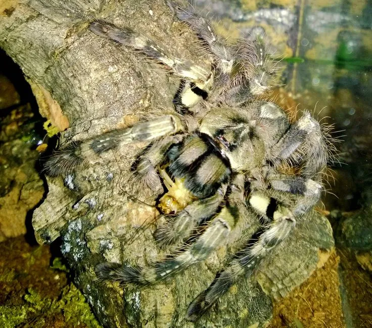 /img/19548-tarantula-water-dish.webp