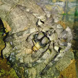 /img/19548-tarantula-water-dish.webp