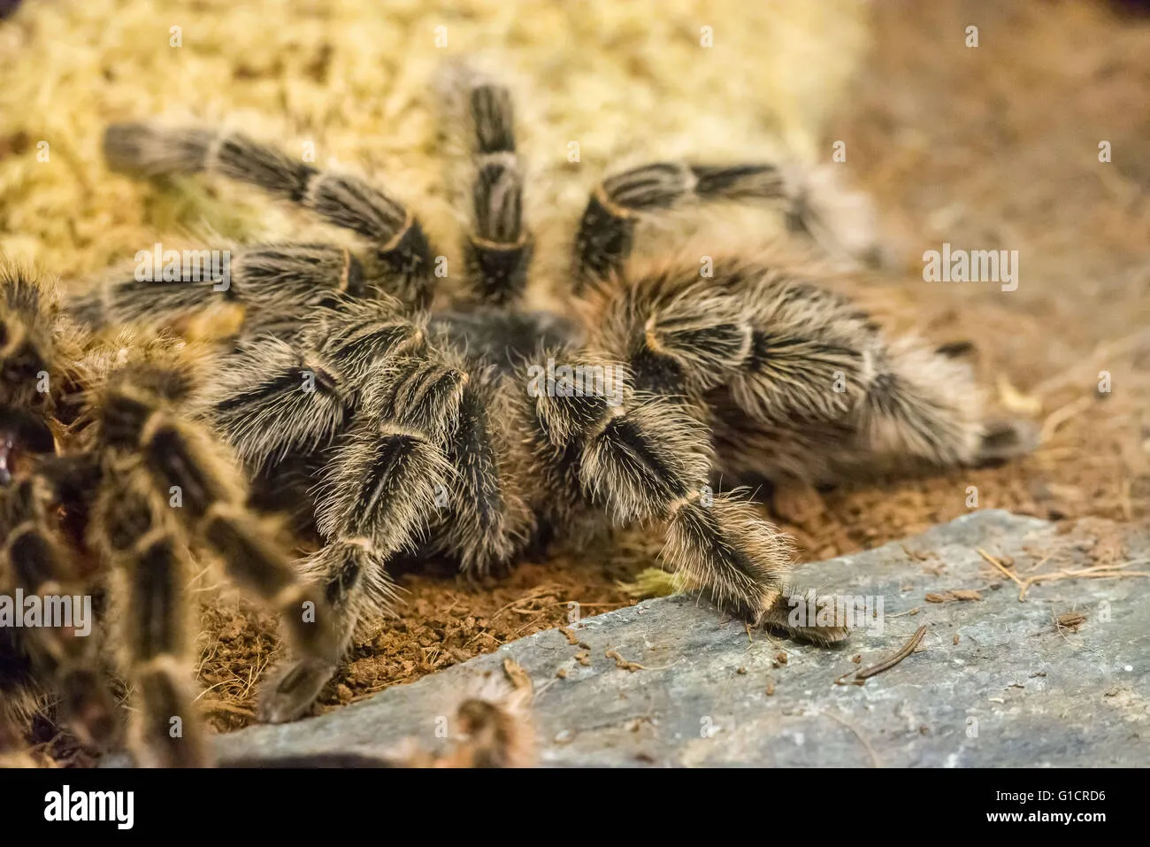 19549 tarantula bite image