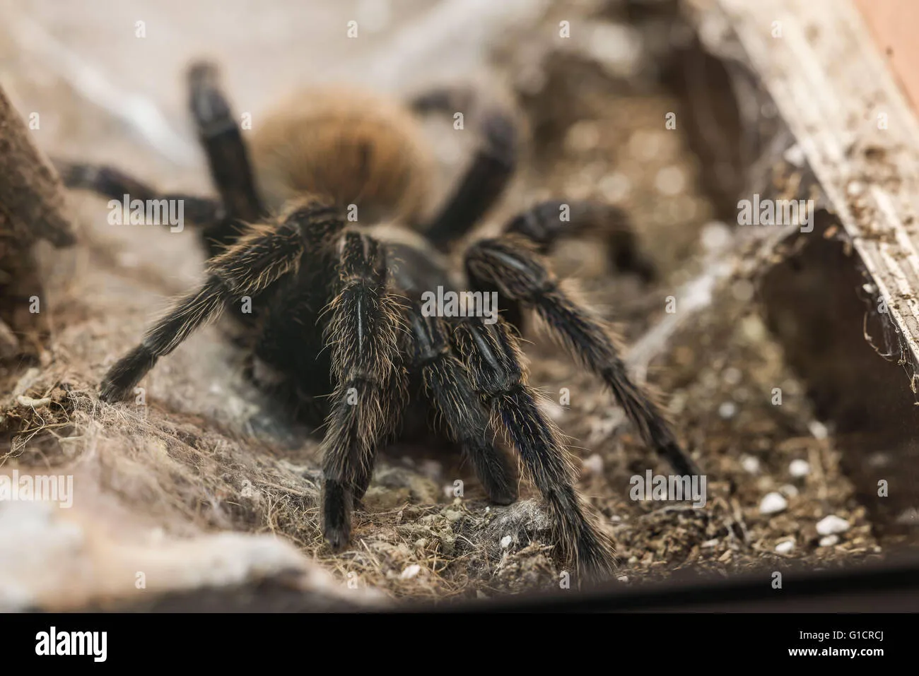 19549 tarantula close up