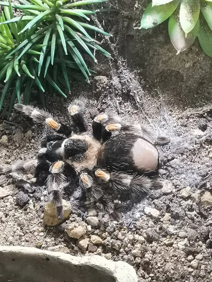 19549 tarantula image 2