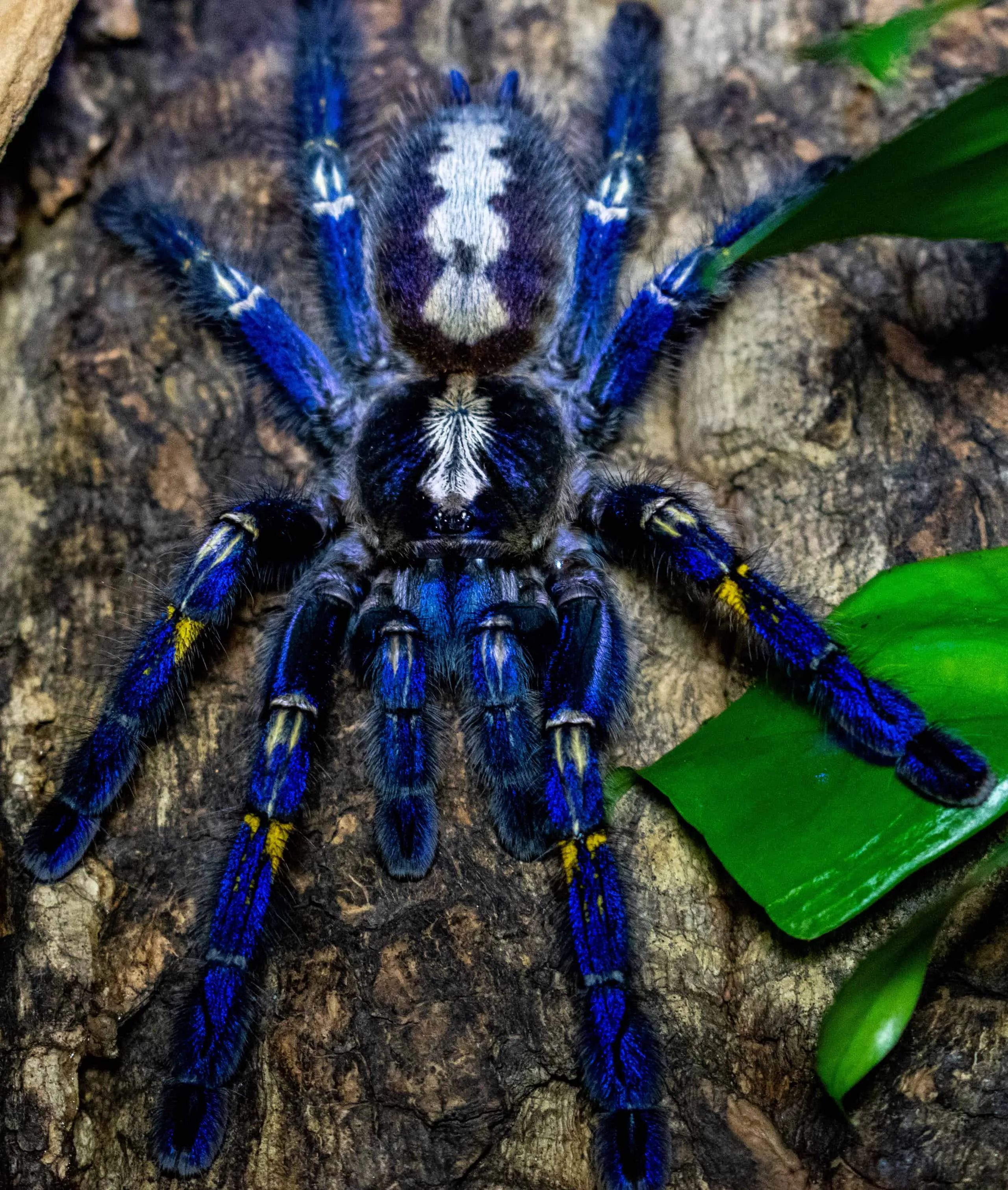 19549 tarantula species