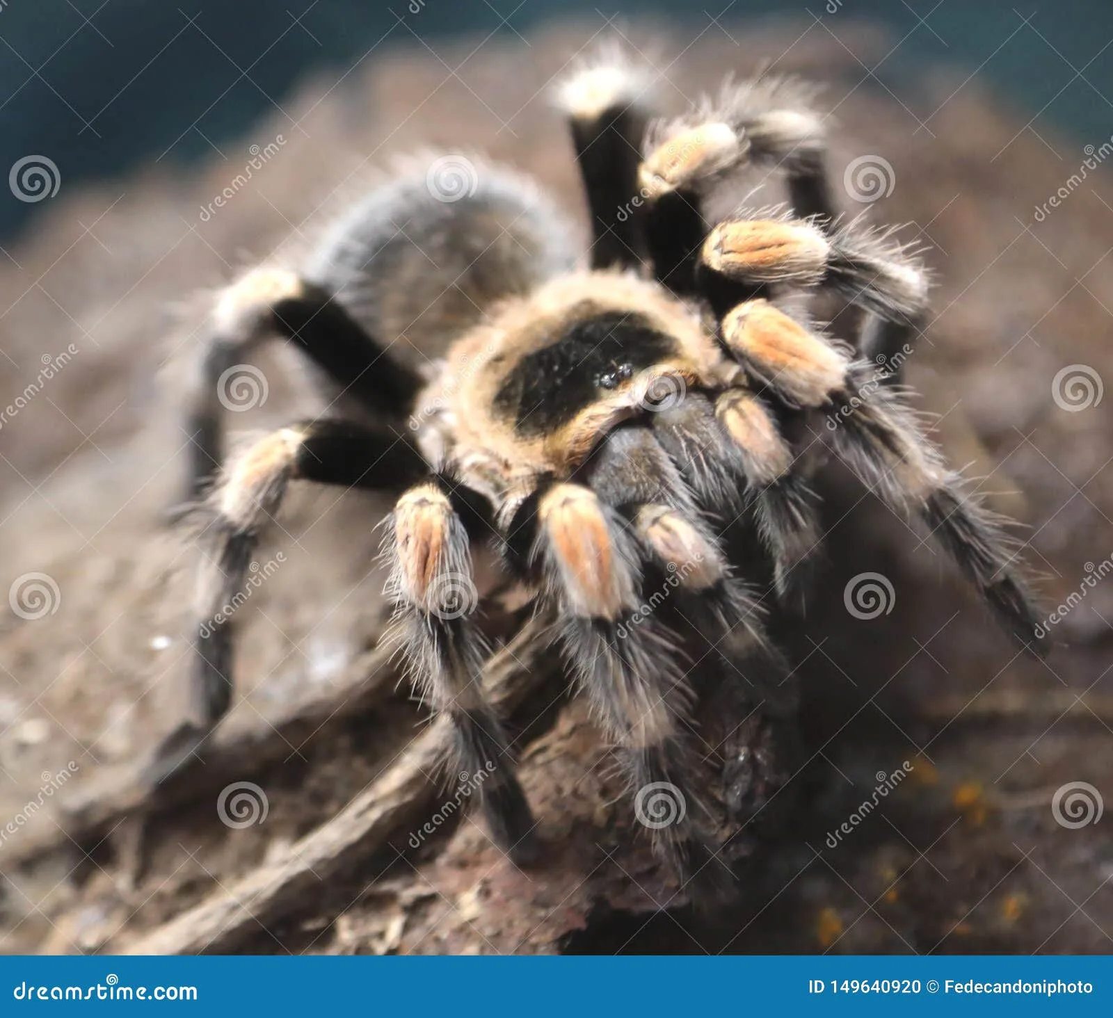 19549 tarantula treatment