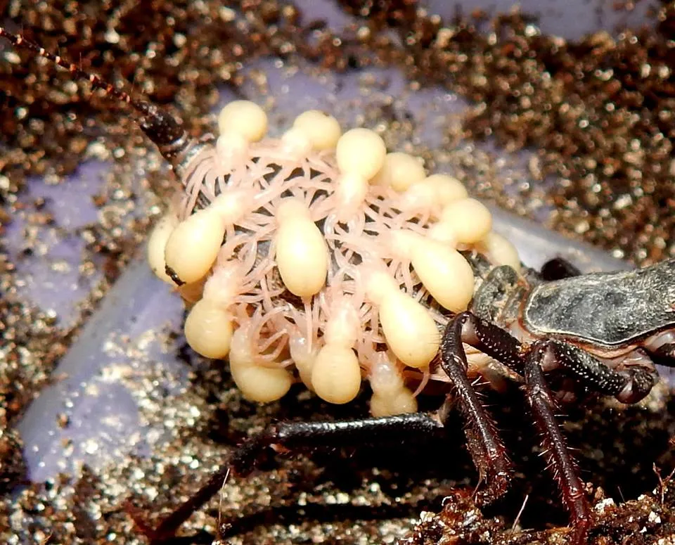 19550 tarantula appearance