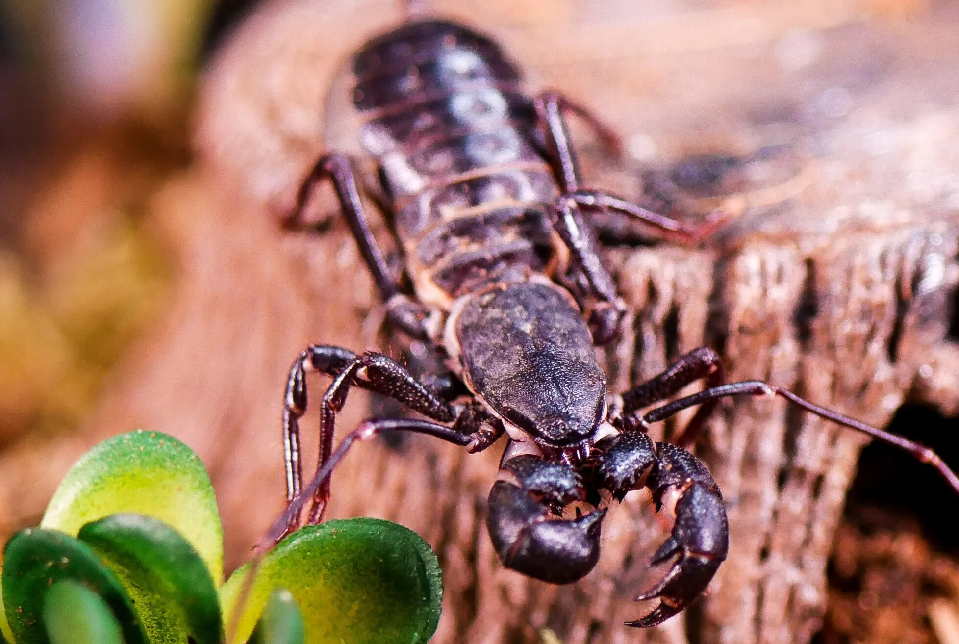 /img/19550-tarantula-bite.webp