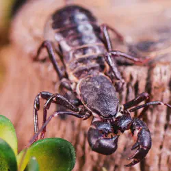 /img/19550-tarantula-bite.webp