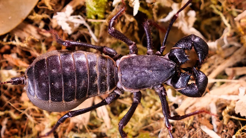19550 vinegaroon behavior