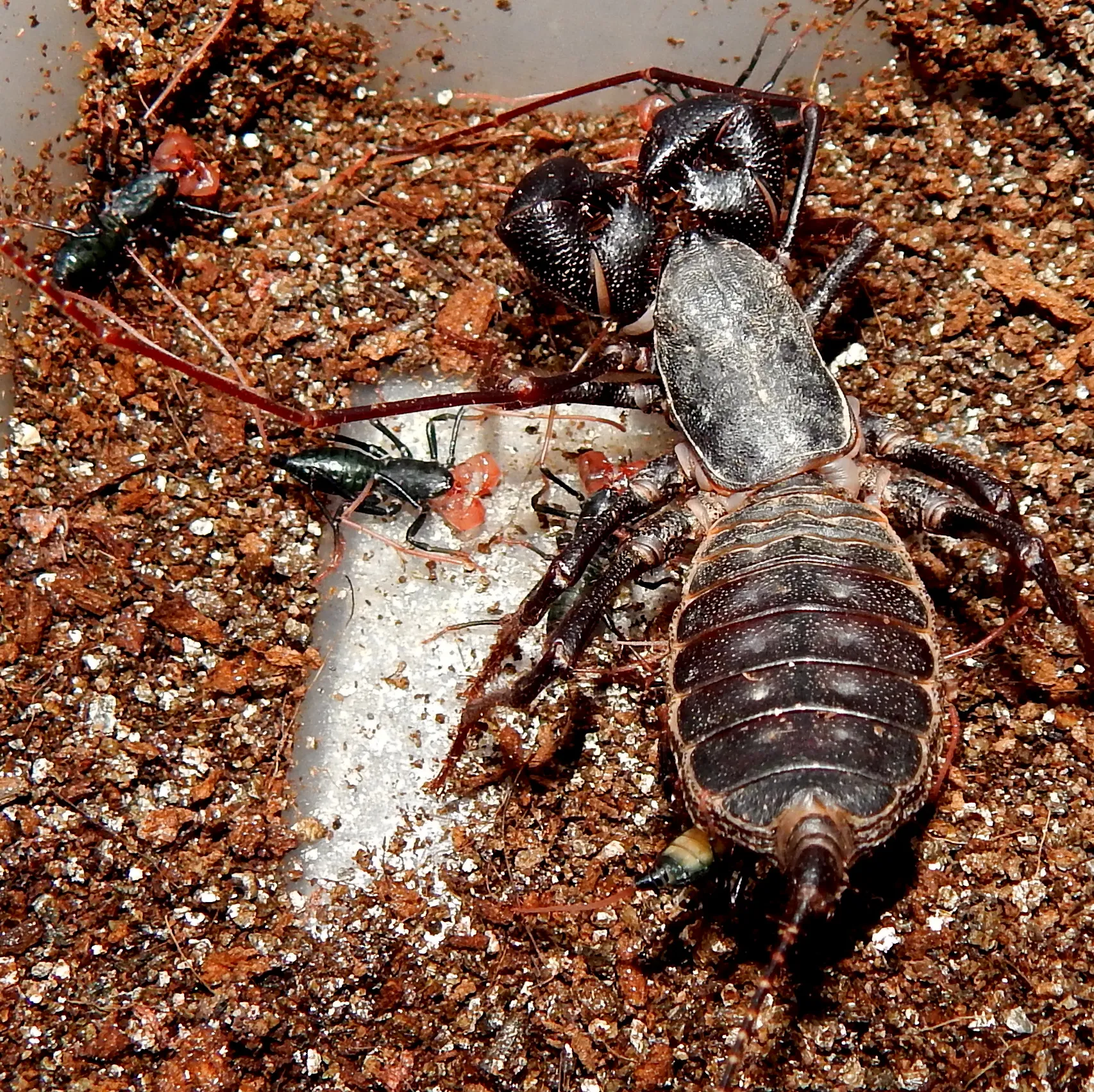 19550 vinegaroon habitat