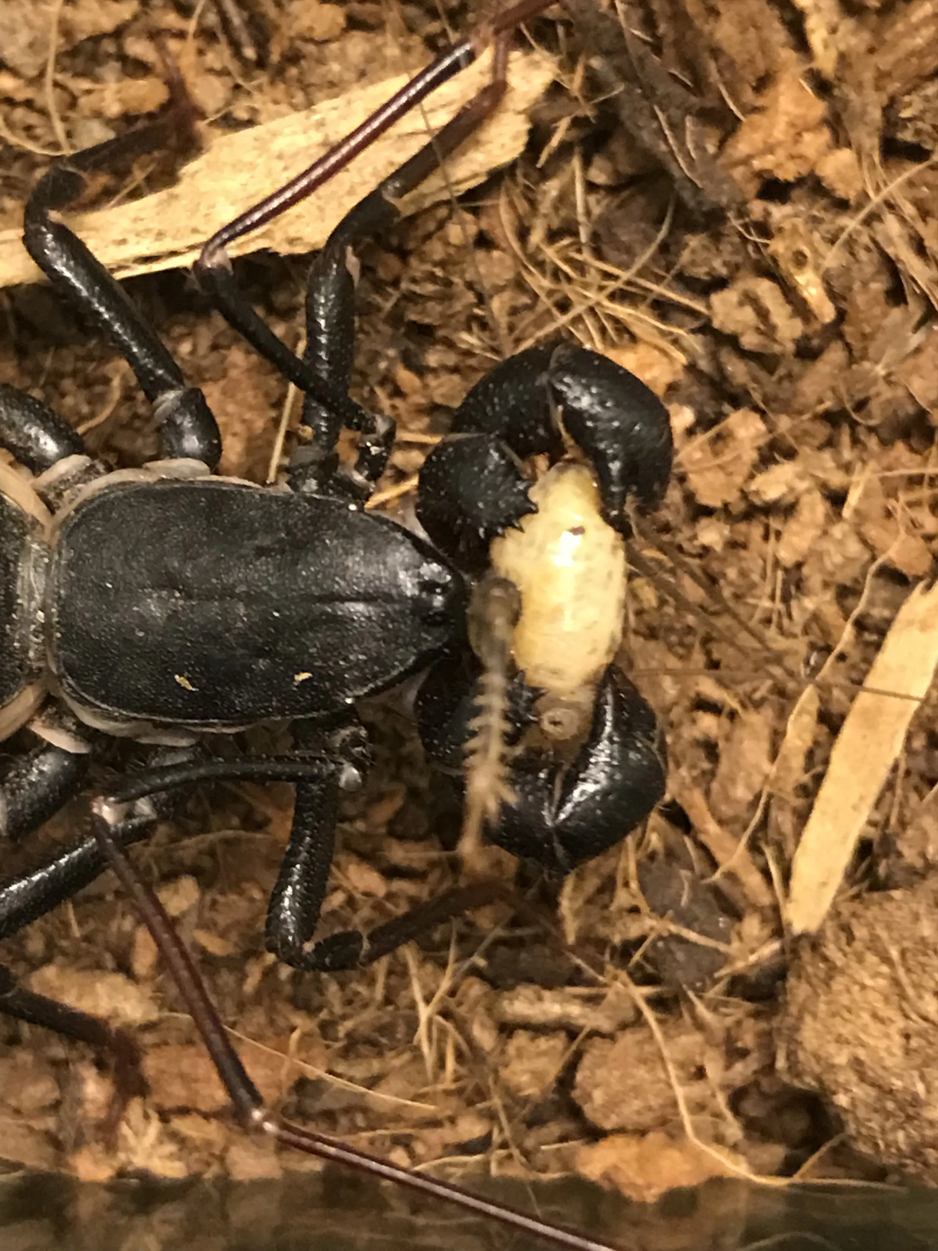 19550 vinegaroon tarantula overview