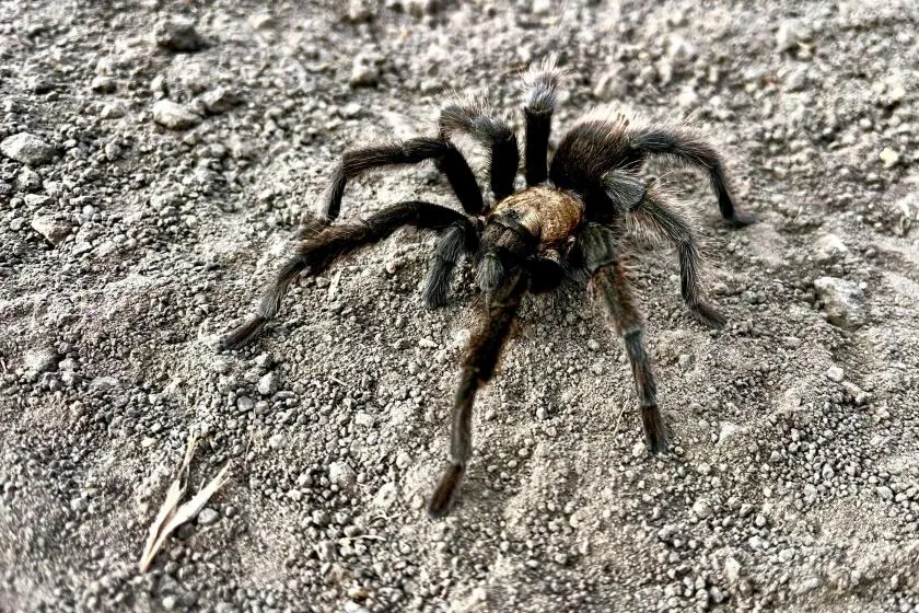 /img/19551-healthy-tarantula.webp