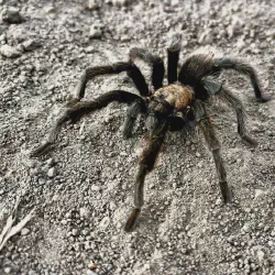 /img/19551-healthy-tarantula.webp