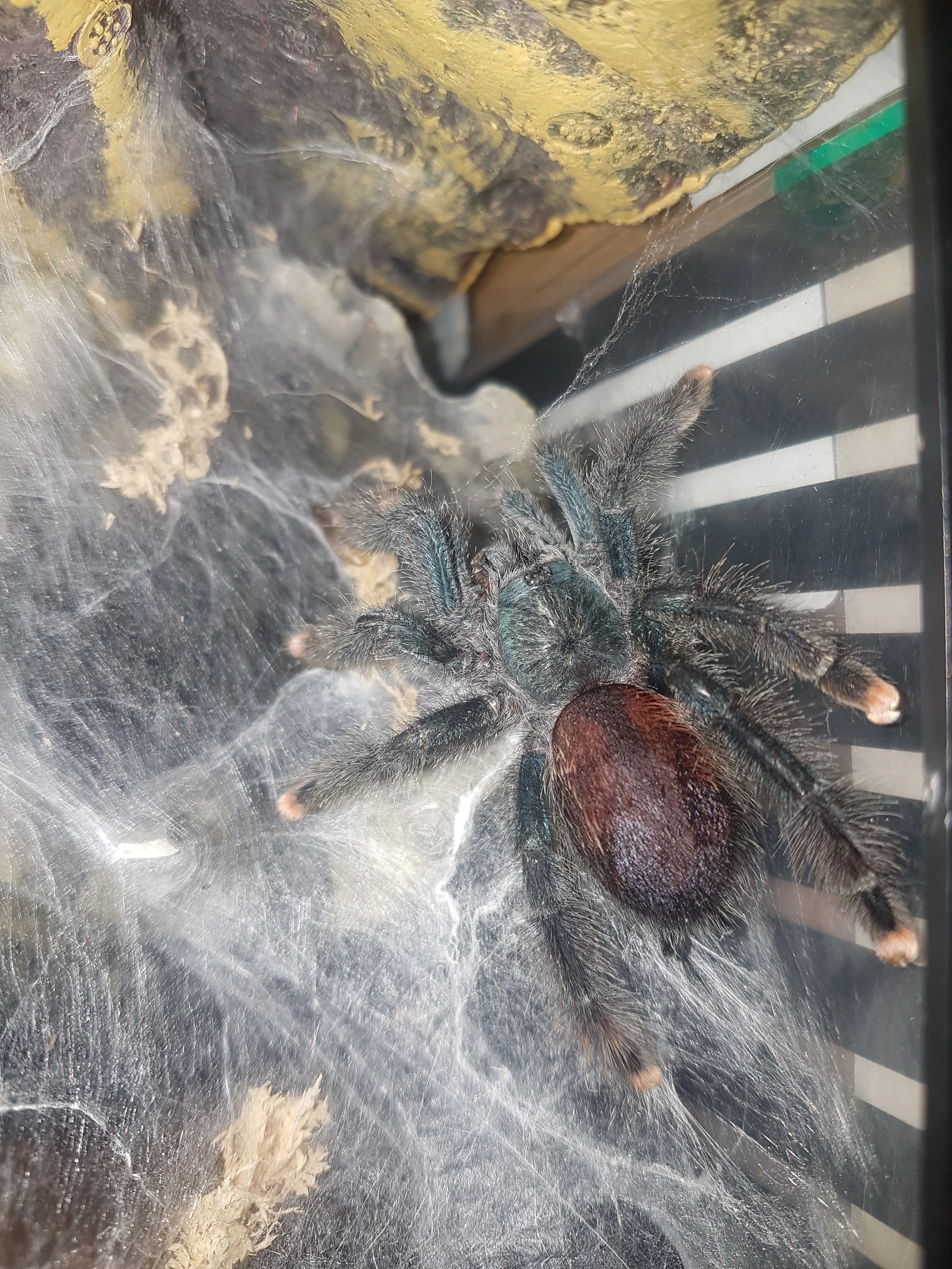 19552 avicularia tarantula enclosure setup