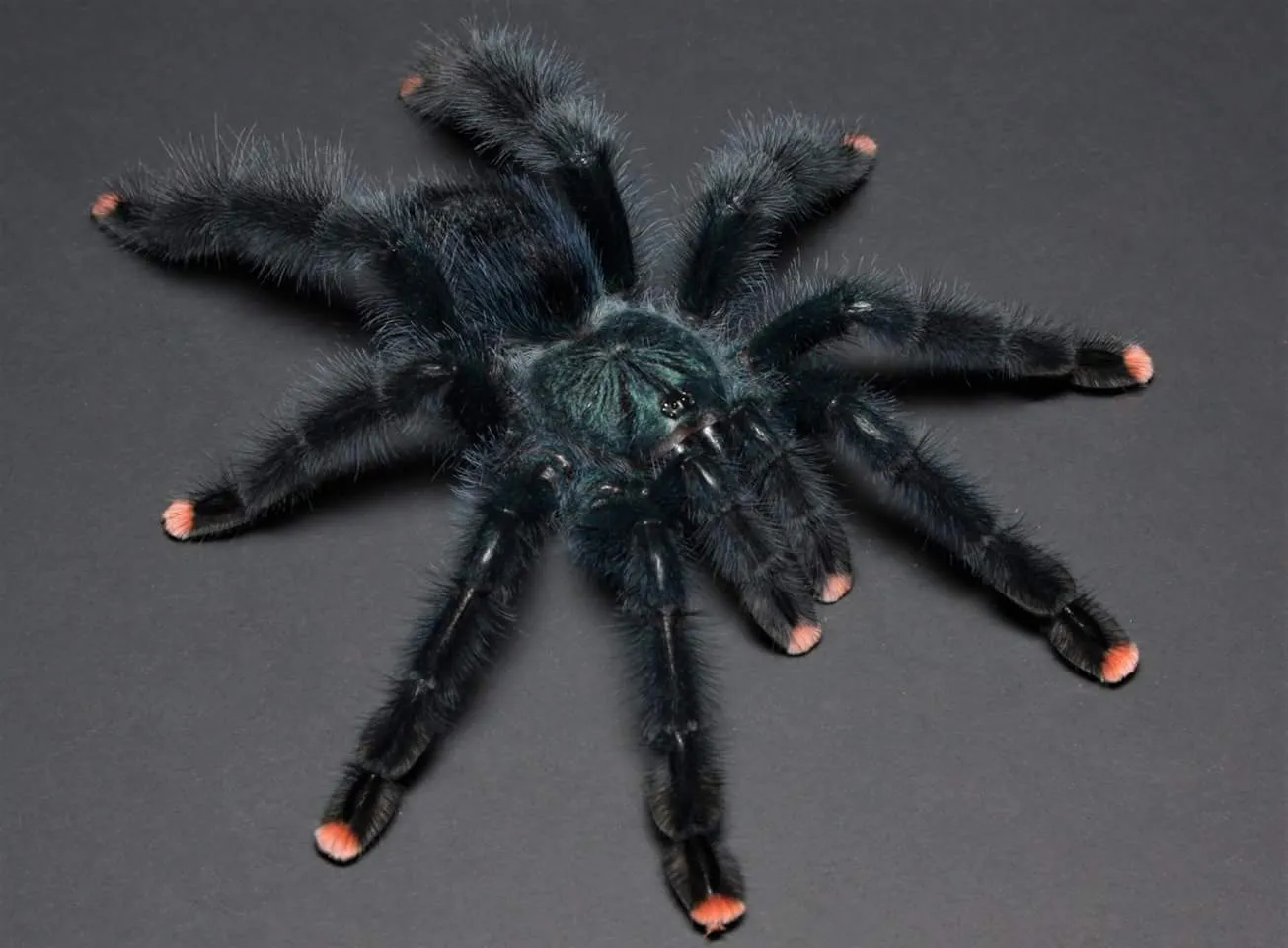 19552 avicularia tarantula feeding