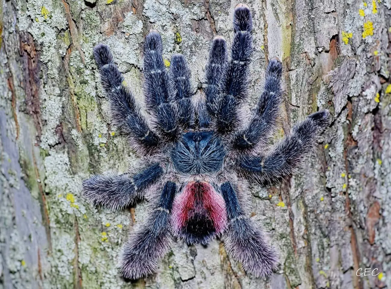 19552 avicularia tarantula handling