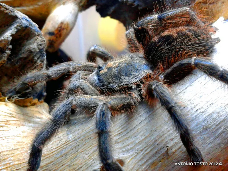 /img/19552-avicularia-tarantula-healthy.webp