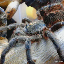 /img/19552-avicularia-tarantula-healthy.webp