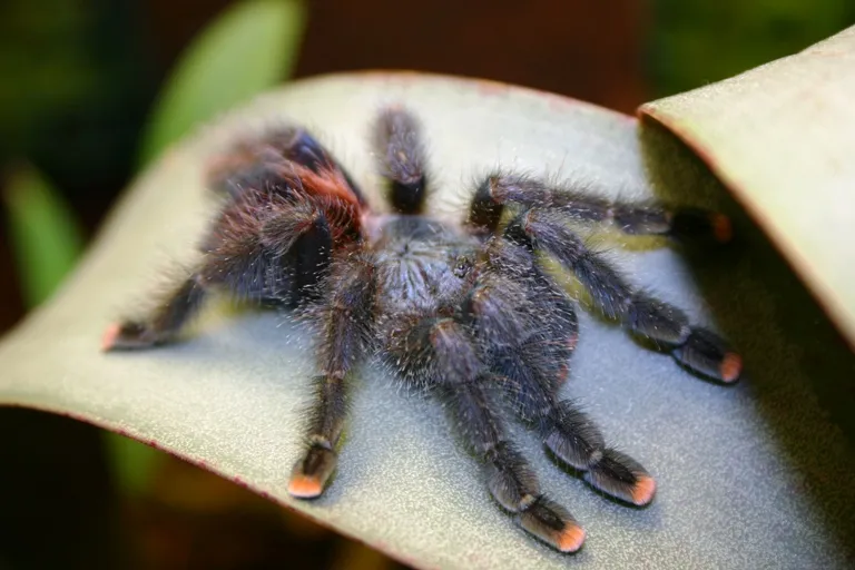19552 avicularia tarantula in enclosure