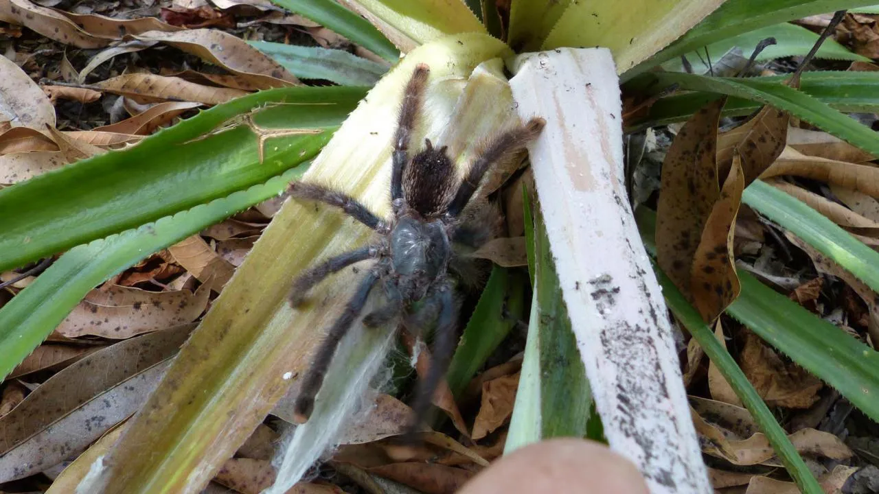 19552 avicularia tarantula molting