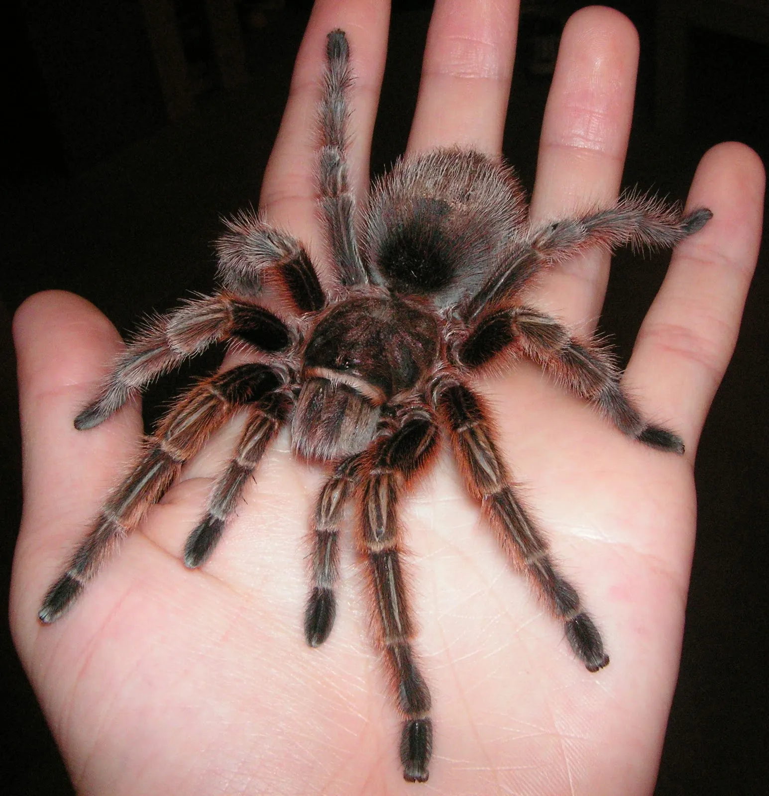 19554 tarantula leg structure