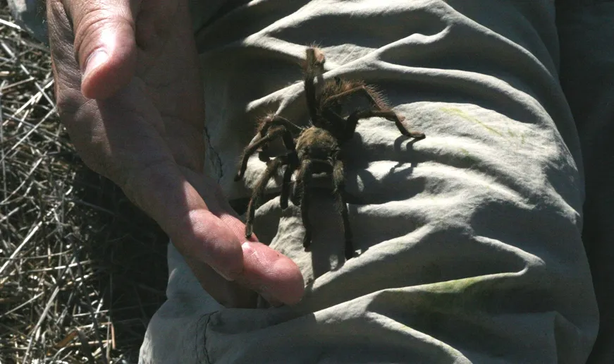 19554 tarantula legs