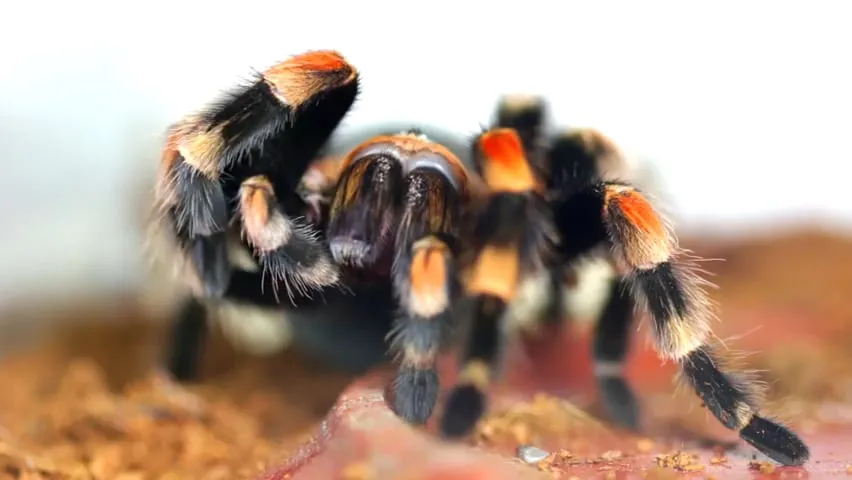 19554 tarantula molting