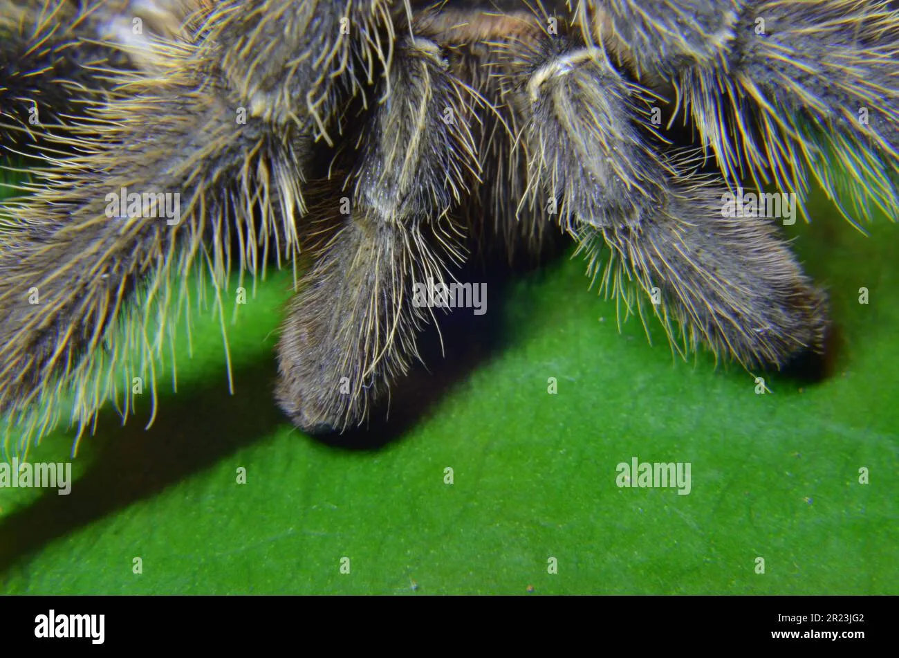 /img/19554-tarantula-regeneration.webp
