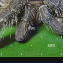/img/19554-tarantula-regeneration.webp