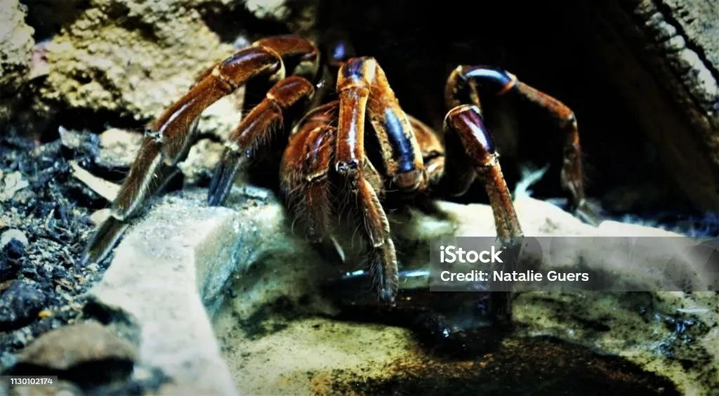 19554 tarantula walking