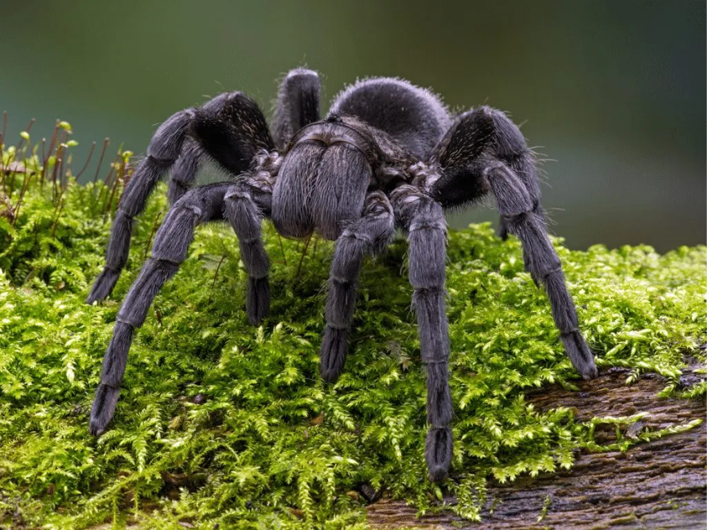 19555 brazilian black tarantula enclosure