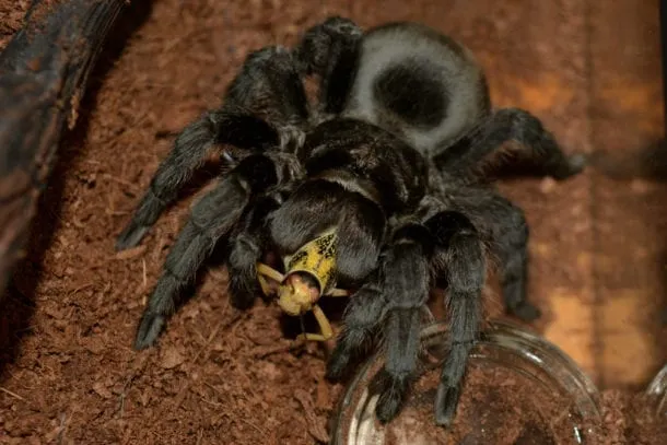 19555 brazilian black tarantula feeding