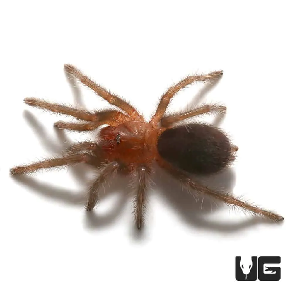 19555 brazilian black tarantula health
