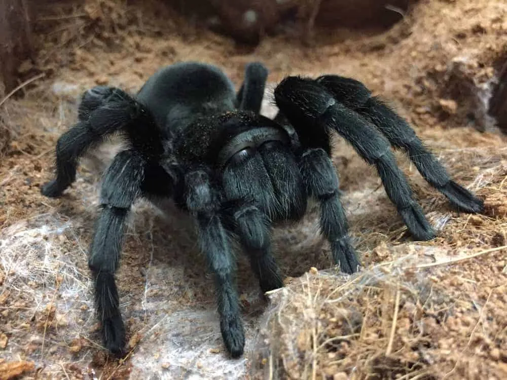 19555 brazilian black tarantula molting