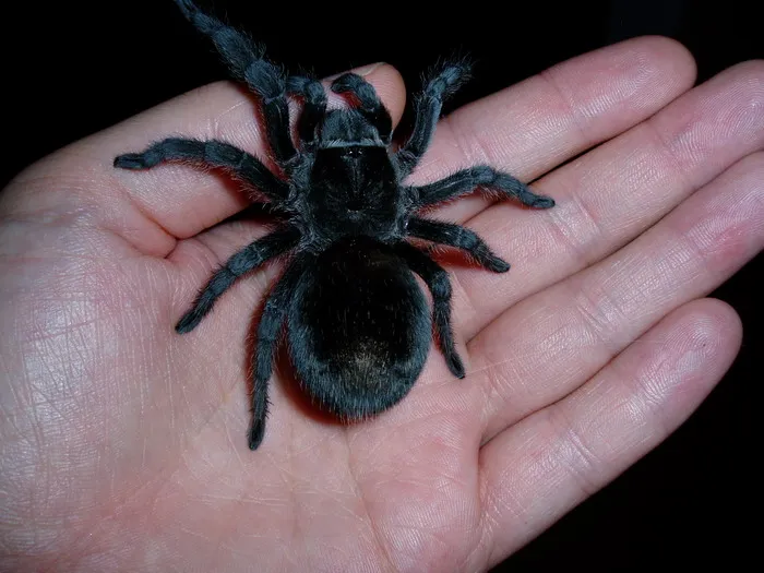 /img/19555-brazilian-black-tarantula-preventive-measures.webp
