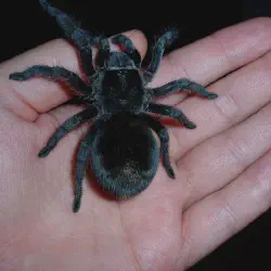/img/19555-brazilian-black-tarantula-preventive-measures.webp