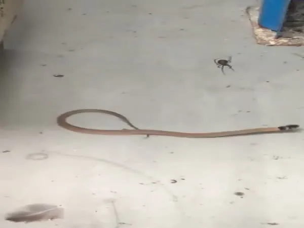 19556 snake constricting