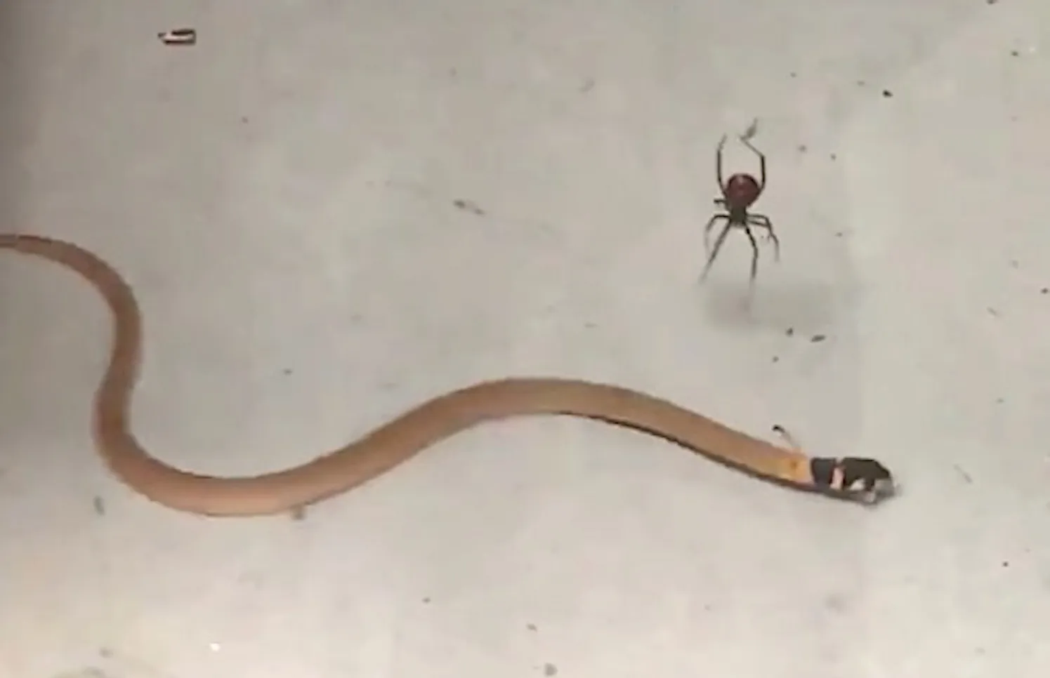19556 snake striking
