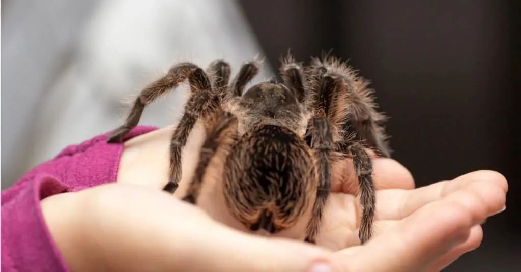 19556 tarantula fangs