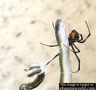 /img/19556-tarantula-vs-snake-winner.webp
