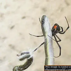 /img/19556-tarantula-vs-snake-winner.webp