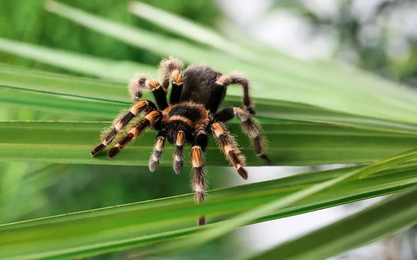 19557 tarantula appearance naming