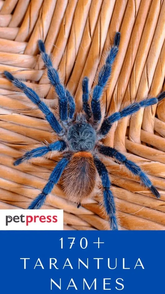 19557 tarantula geographic variations