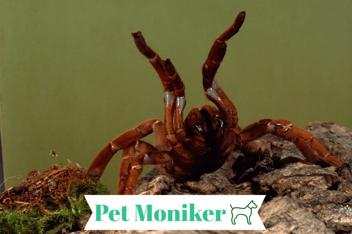 19557 tarantula owner